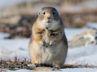 Un país lemming, pero sin grieta